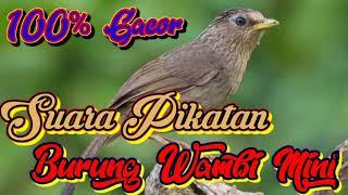 Suara Pikatan Burung Wambi Mini ll Cocok untuk pikatan anti zonk