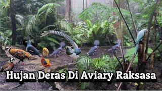 Hujan Deras Di Aviary Raksasa, Aviary Seperti Di Hutan