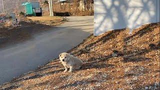 He wandering on the street with bloated belly, hungry and scared....hopeless seeking for help!