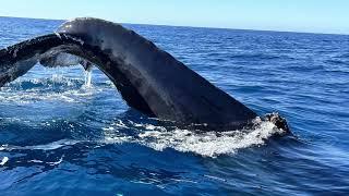 Whales! Cabo San Lucas, January 2023 (with Whale Watch Cabo)