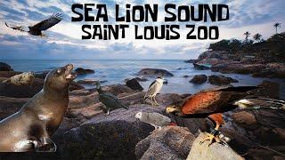 Uncaged Zoo Tours: Sea Lion Sound at the Saint Louis Zoo ft. Sea Lions and Birds #subscribe