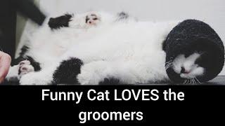 Hilarious CAT has a fetish for the blow dryer and it will make you LAUGH!