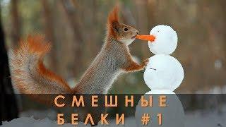 Смешные белки 01 Юмор и приколы с белками