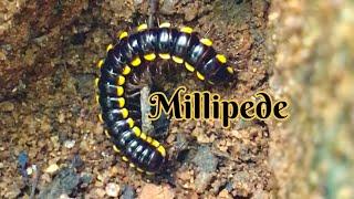 millipede | black and yellow | inspiring peacock