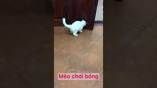 Mèo trắng chơi bóng #shorts