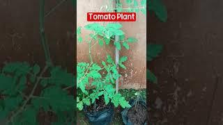 Growing Tomato Plant In a Plastic Bag #gardening #plant #growingup