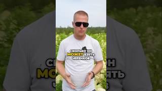 Производитель или Сказочник? Проверяем по кустам 