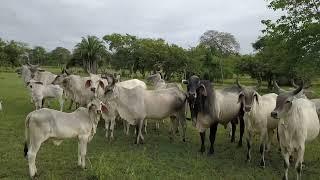 Ganadería Mediterraneo - Cría y producción de Guzera puro comercial #Magangue Bolivar