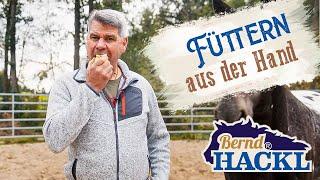 Pferde aus der Hand füttern | Bernd Hackl erklärt! 