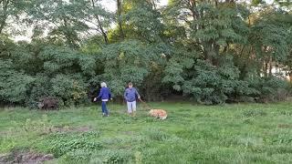 Wildschwein greift Hund an der Leine an