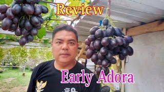 Review Anggur Jenis Early Adora