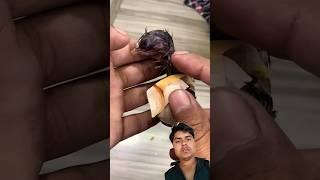 baby bird coming out of egg  #shorts #newsfunny #birds #egg #newborn #best #explore #viral