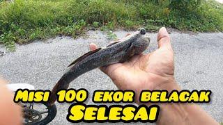 Memburu Ikan Belacak Dan Siput Sedut #gengdunia