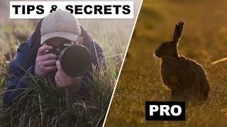 Pro WILDLIFE PHOTOGRAPHY Tips and Secrets for Stunning Photos