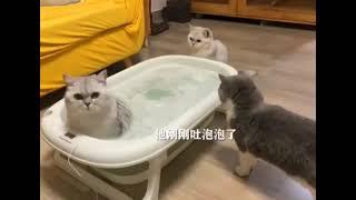 cat farting shitting pooping in a bathtub other cats react hilariously #shorts