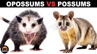 What Is The Difference Between Opossums and Possums?