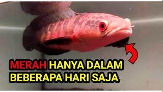 CARA AGAR IKAN CHANNA RED SAMPIT / RED BARITO MENJADI MERAH ( CHANNA SUPER RED )