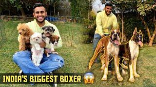 India’s Biggest Boxer  , Maltese, Toy Poodle in Ambala (Haryana)