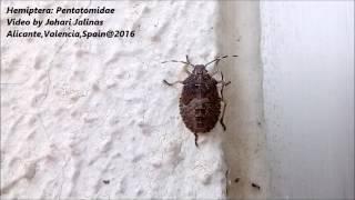 Hemiptera: Pentatomidae