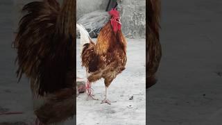 rooters crowing sounds 4K #roostercrowing #rooster #roostersound