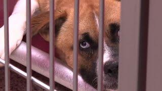 Humane Society of Southern Arizona receives $100k grant supporting lifesaving efforts