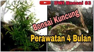 Kuncung perawatan 4 bln,jgn lupa subscribe like and commen..saya akan terus posting perawatan bonsai