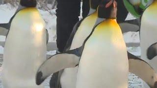 Penguin walk at the Calgary Zoo returns