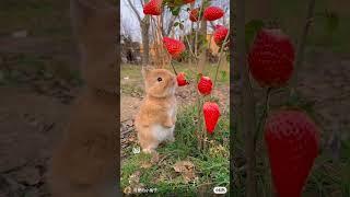 When the world gets too complicated look ata little bunnywho just wants to taste hisfirst strawberry