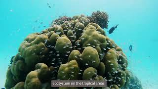 Blue Reef Reforest Maldives