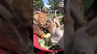 Corey at The Rylee Ranch: Goats eating vegetables from a wheelbarrow! #asmr #goats