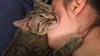 When Cat Showing Their Love to Their Human by Their Cute Way