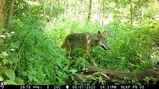 Wilk Canis lupus Grey Wolf - 07.06.2023 - Wielkopolski Park Narodowy