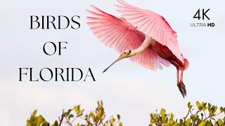 Birds of Florida 4K