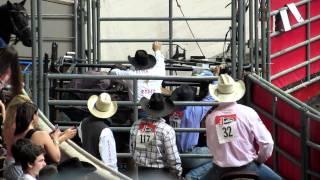 Grand National Rodeo Cruelty - Steer Wrestling - Slammed to Ground - Oct 22, 2011