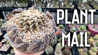 Plant mail! | Unboxing cactus I purchased from a viewer