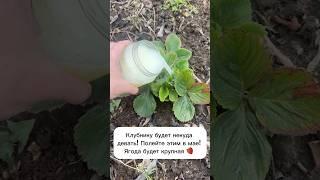 Подкормка, которая в 10 раз повышает урожайность клубники! #огород #лайфхаки #подкормка #клубника