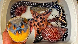 Catch cute puffer fish, hermit crabs, snails, slugs, crab, sea fish, ornamental fish, eels, starfish