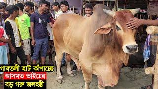 গাবতলী হাট কাঁপাচ্ছে আসমত ভাইয়ের রশি বিহীন সবচেয়ে বড় গরু জলহস্তী দাম সহ বিস্তারিত জানুন