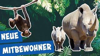 Neue Bekanntschaften im Zoo Berlin | Panda, Gorilla und Co.
