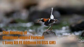 The Nesting of Chestnut-naped Forktail (Sony A9 FE 600mm F4 OSS GM)