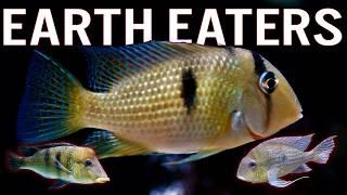 Earth-Eating Cichlids: 8 Species You’ll Want in Your Tank