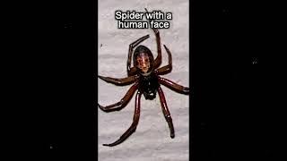 Spider with a creepy human face