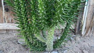 Eves Pin Cactus