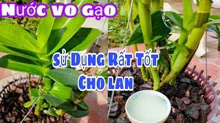 Cách sử dụng Nước vo gạo chăm sóc lan rất tốt. T353 #HoalanTuyenHa