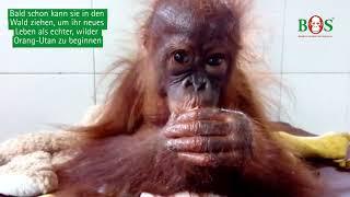 Kejoras Ankunft bei BOS | BOS | orangutan.de
