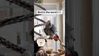 Bird is the word#birdistheword #symontheafricangreyparrot #talkingparrot #africangrey #birds