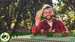 BATATA: il TRUCCO per coltivare la PATATA AMERICANA - Il contadino Nick