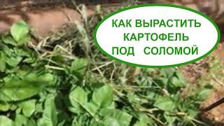 КАК ВЫРАСТИТЬ КАРТОФЕЛЬ ПОД СОЛОМОЙ / КАРТОФЕЛЬ ПОД СЕНОМ / МОЙ ЛИЧНЫЙ ОПЫТ САДОВОДСТВА