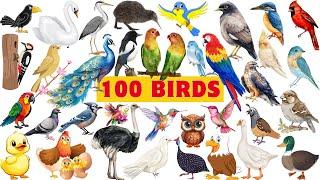 100 Birds Names | 100 Birds Pictures | 100 Birds of the world  | Birds Alphabet Song for kids