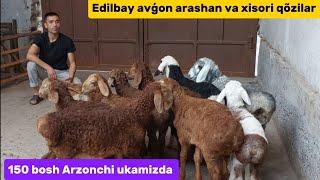 Xisori qõzi qõchqorlar va sovliqlar+99897.205.05.11 arzon joyidan ulgurib qoling